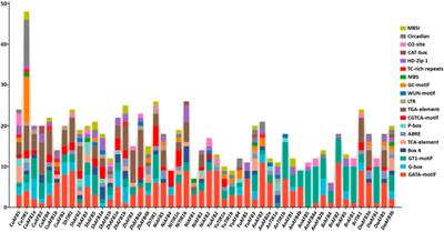 Comparative genomic profiling of transport inhibitor Response1/Auxin signaling F-box (TIR1/AFB) genes in eight Pyrus genomes revealed the intraspecies diversity and stress responsiveness patterns